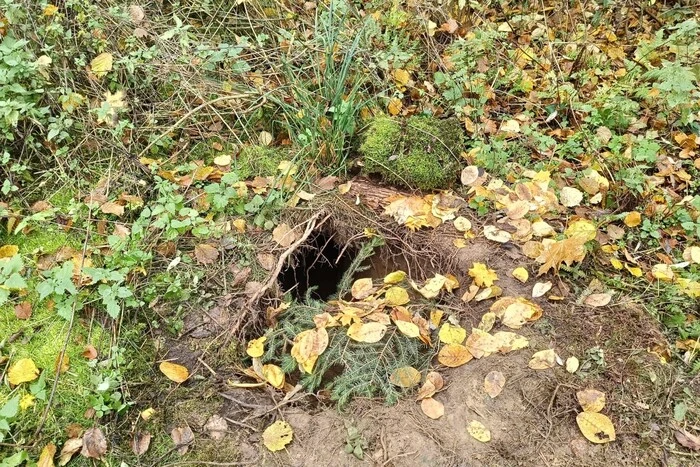 Прикордонна служба Польщі виявила тунель на кордоні з Білоруссю (фото)