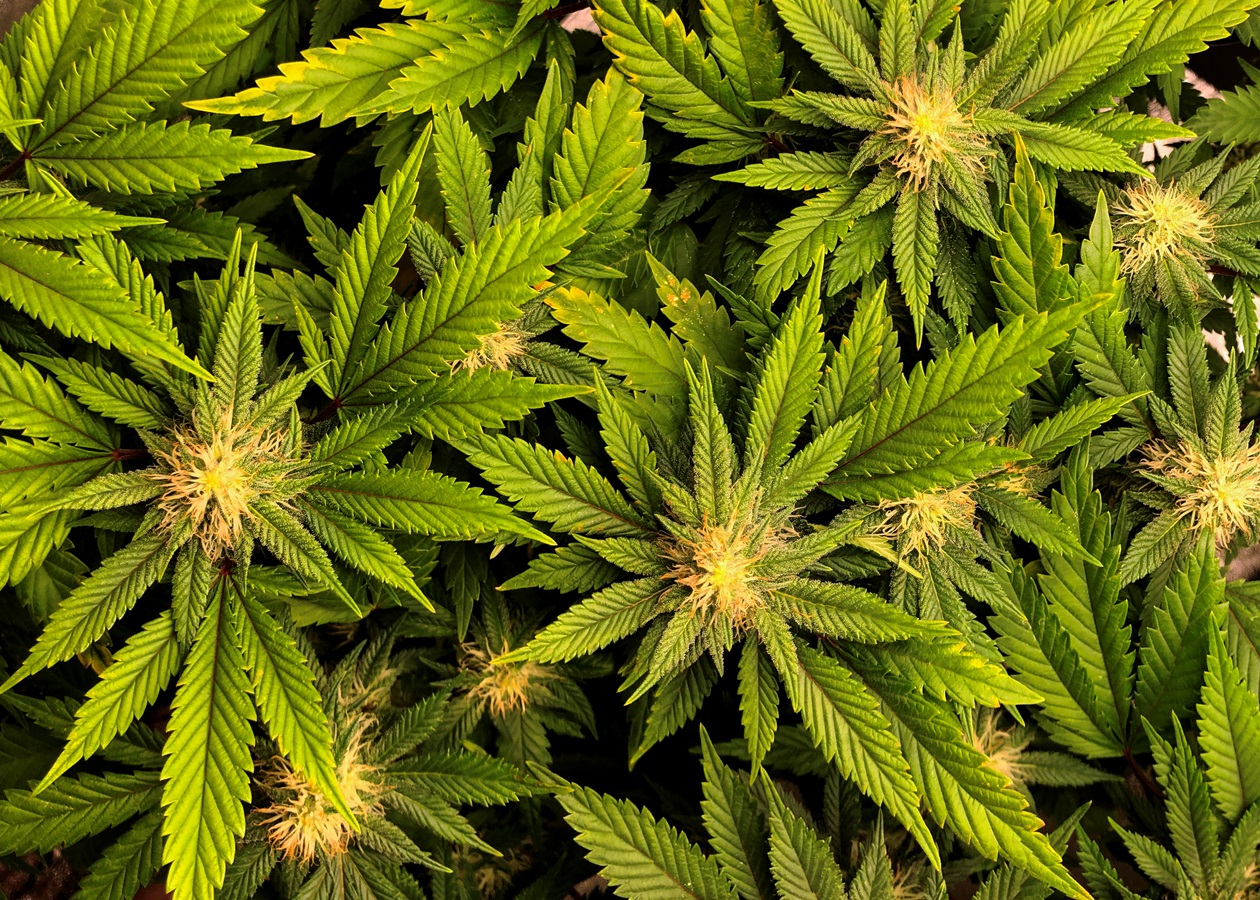 У Фінляндії не підтримали легалізацію канабісу