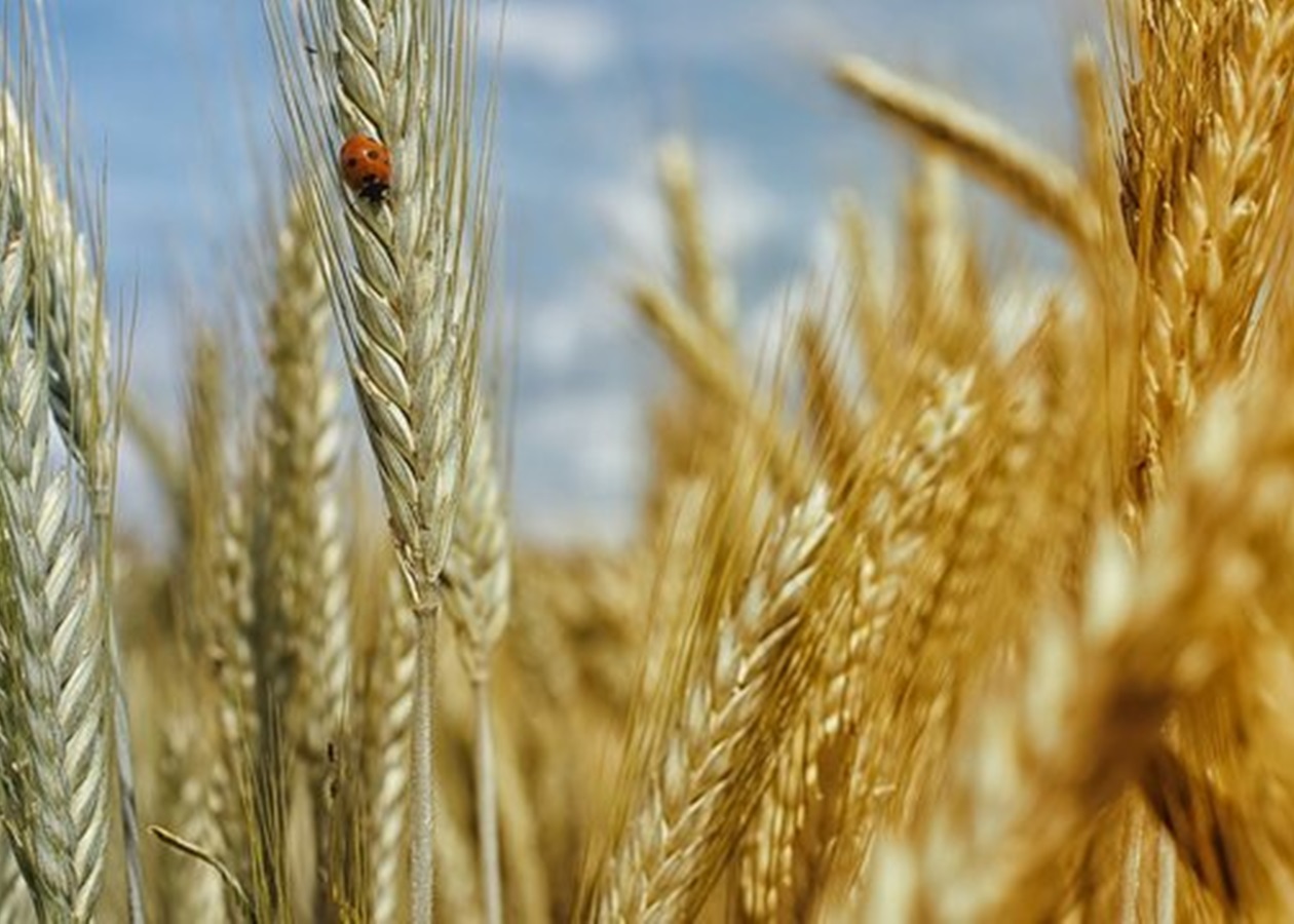 Жнива-2026: аграрії обмолотили вже 22% посівних площ